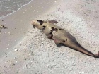 Тела десятков дельфинов выбросило на морской берег в Одесской области