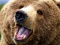 На Харьковщине медведь напал на работницу базы отдыха