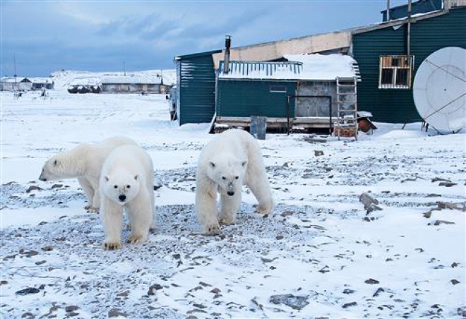 В Архангельской области нашествие белых медведей на населенные пункты: гоняются за людьми и заходят в подъезды - фото