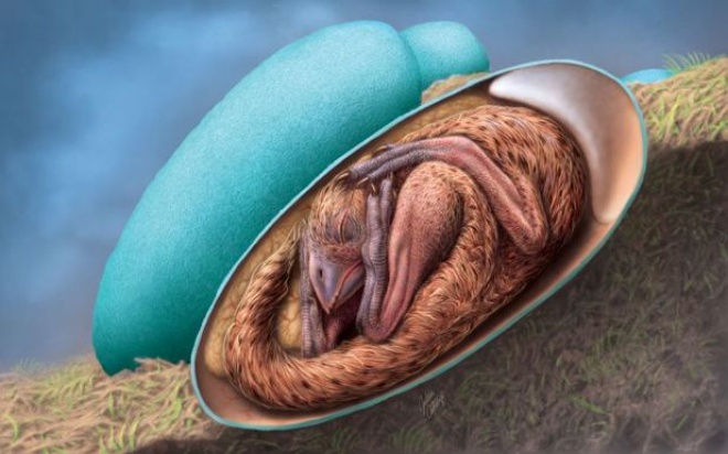 Внутри окаменевшего яйца динозавра обнаружили отлично сохранившийся эмбрион - фото