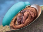 Внутри окаменевшего яйца динозавра обнаружили отлично сохранившийся эмбрион