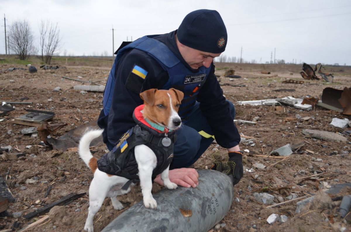 Пес “Патрон” помогает расчищать Черниговщину от взрывчатки - фото