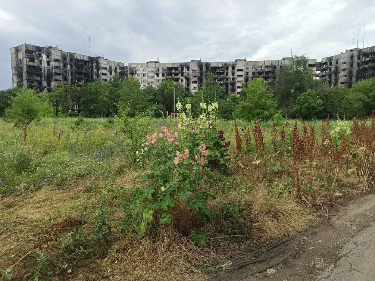 Разрушенный Мариуполь зарастает сорняками - фото