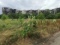 Разрушенный Мариуполь зарастает сорняками