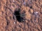 Марсоход InSight зафіксував потрясающий удар метеороида