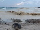 В море на пляжах Одессы появились маслянистые пятна и мертвые птицы